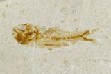 Cretaceous Fossil Flying Fish (Exocoetoides) - Lebanon #162772-2